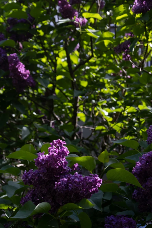 purple flowers and leaves are growing by the tree