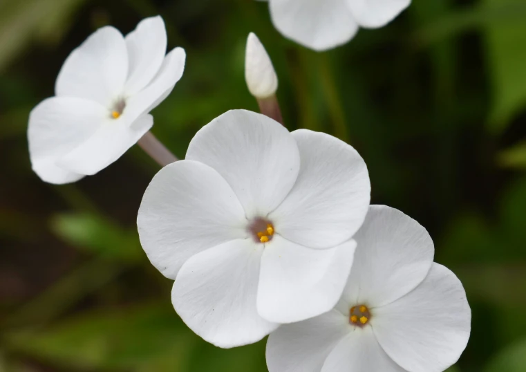 the white flowers are growing very close together