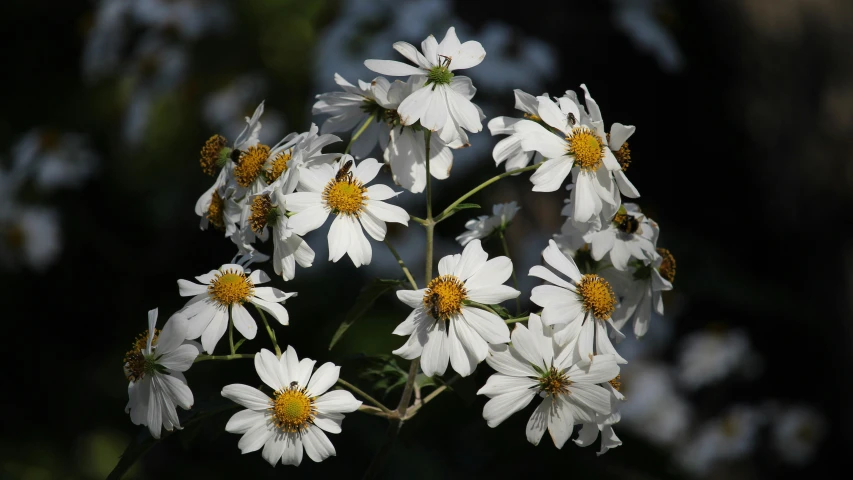 closeup of a bunch of white and yellow flowers