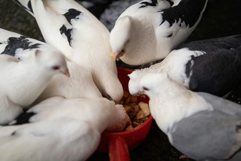 a couple of birds that are eating food from a bowl