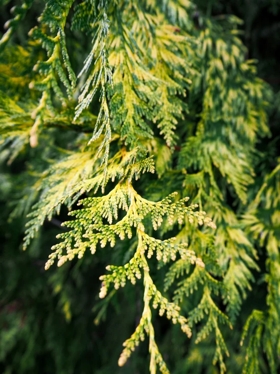 pine needles hanging down from a tree nch