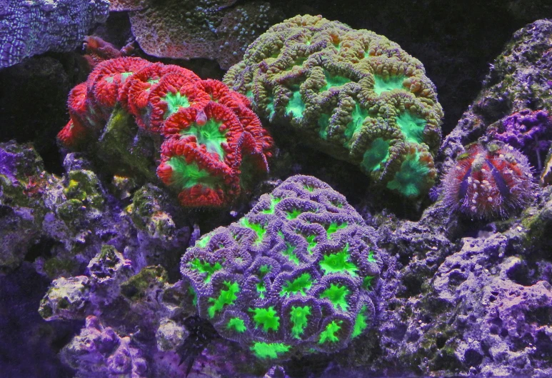 a colorful aquarium filled with lots of corals and green