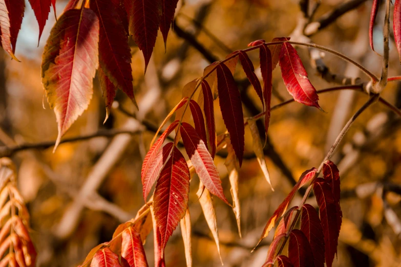 red leaves hang from a tree in the fall