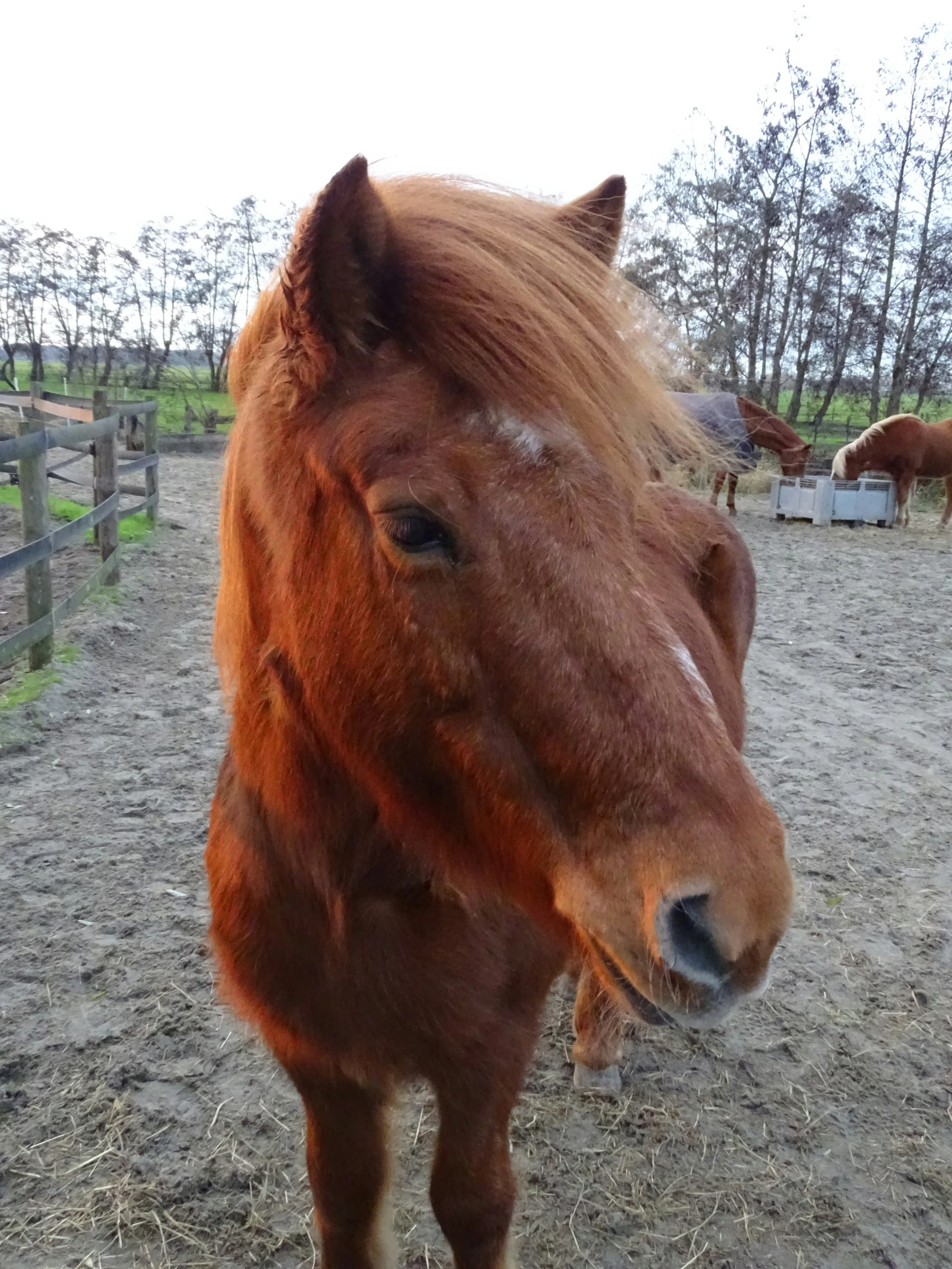 a brown horse is in the hay next to some fence