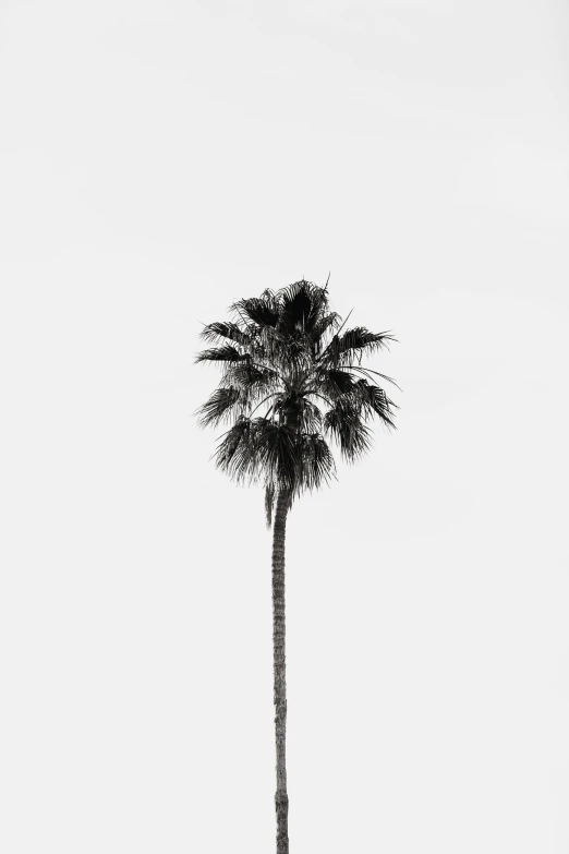 a palm tree standing alone against a cloudy sky