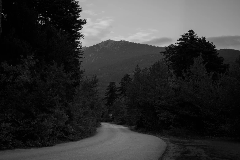 a black and white pograph of trees along a road