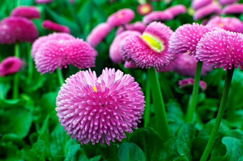 an array of pink flowers grow in the grass