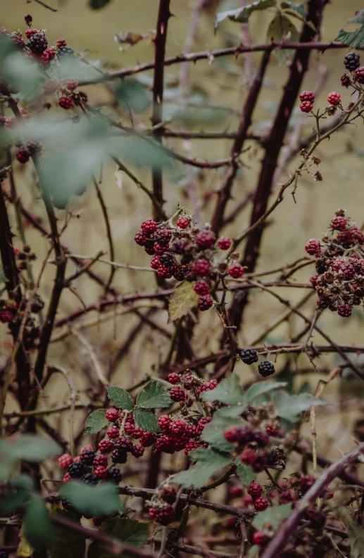 a bush with lots of ripe berries is surrounded by green leaves