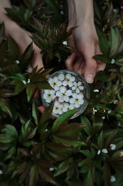 a plate of flower seeds surrounded by a leafy bush