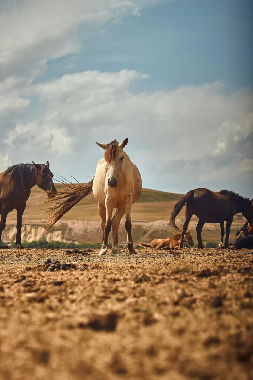 two horses and a bull on the dirt, with other wild animals