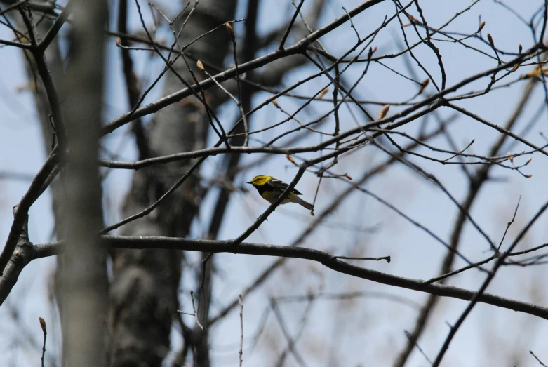 a small yellow bird sits on a nch of a tree