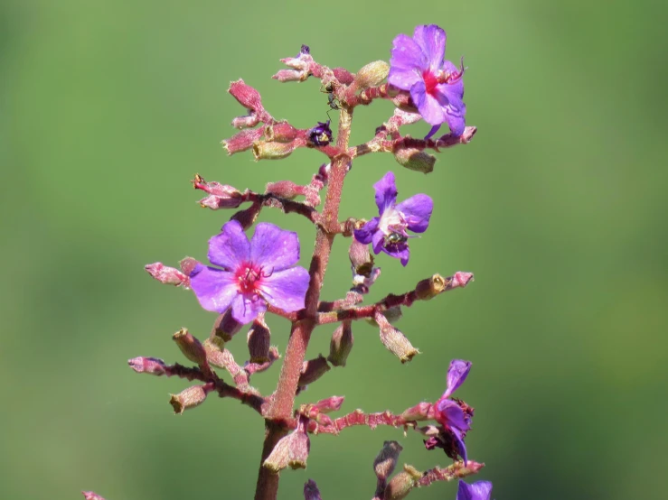 a tiny bee that is sitting on a flower