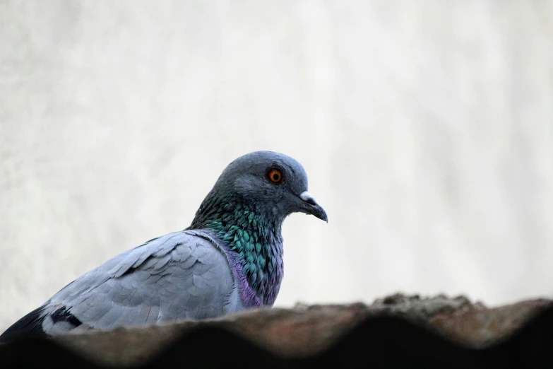 a pigeon looking at soing while sitting on top of a wooden fence