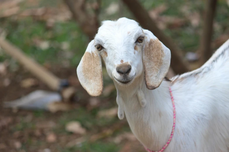 a goat has a red rope tied around its neck