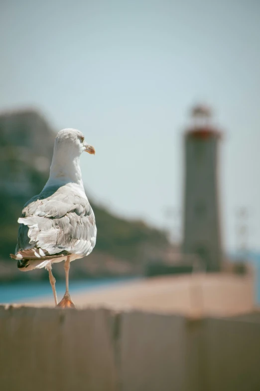 a seagull standing on the side of a concrete wall near water