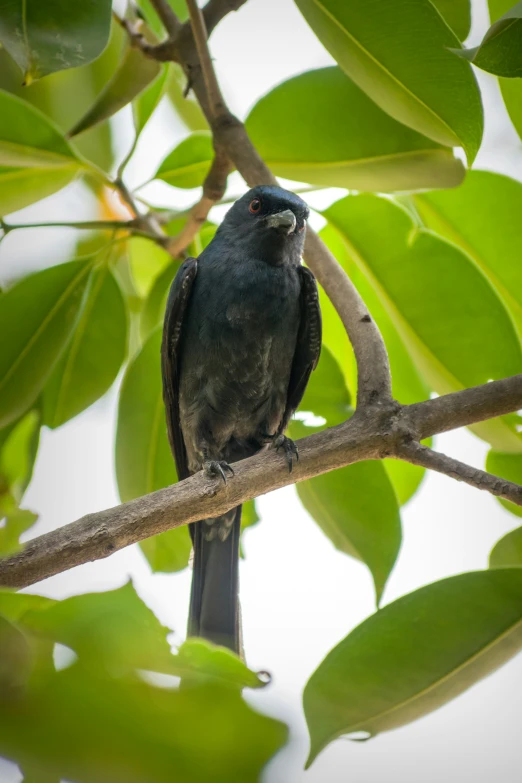 a black bird sitting on top of a tree nch