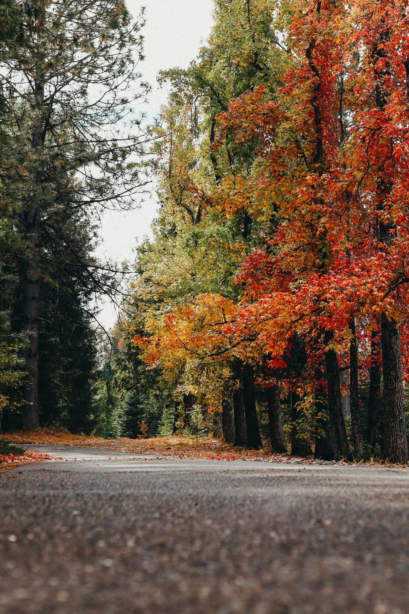 an empty, narrow road in the middle of colorful trees