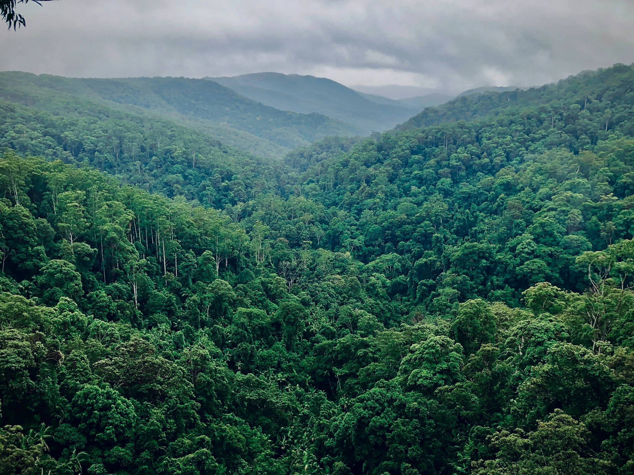 an over head view of a forest during the day