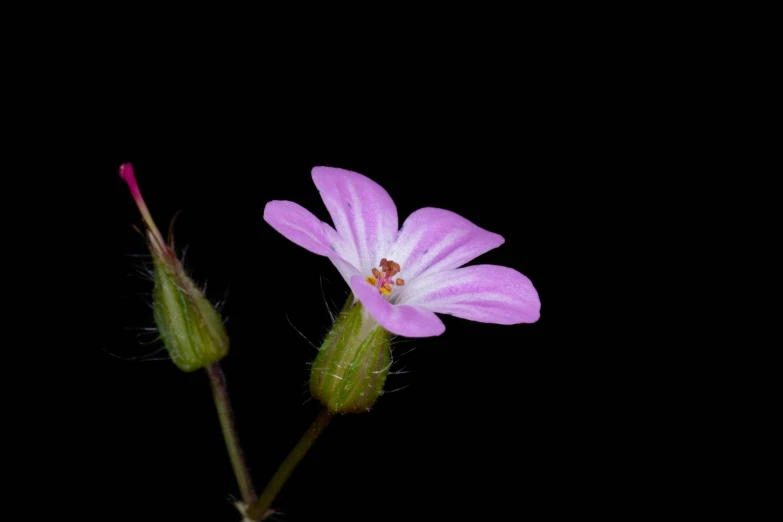 a closeup view of a pink flower on a black background