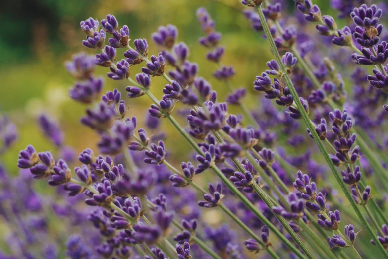 purple lavender is being shown in full bloom