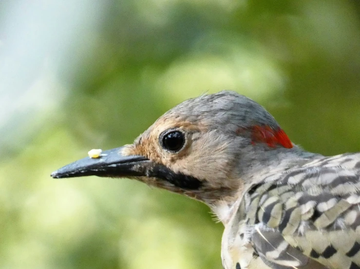 a bird with black spots and red around its head