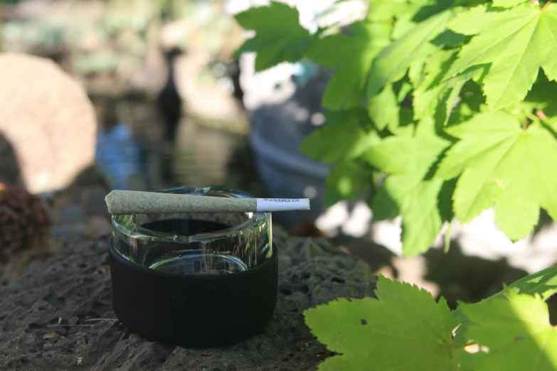 cigarette sitting on top of a glass next to a potted plant