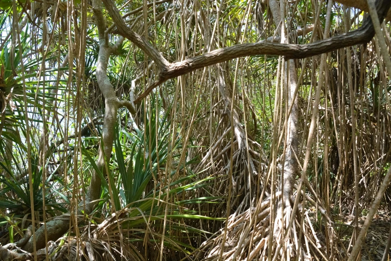 some very large trees and leaves and water