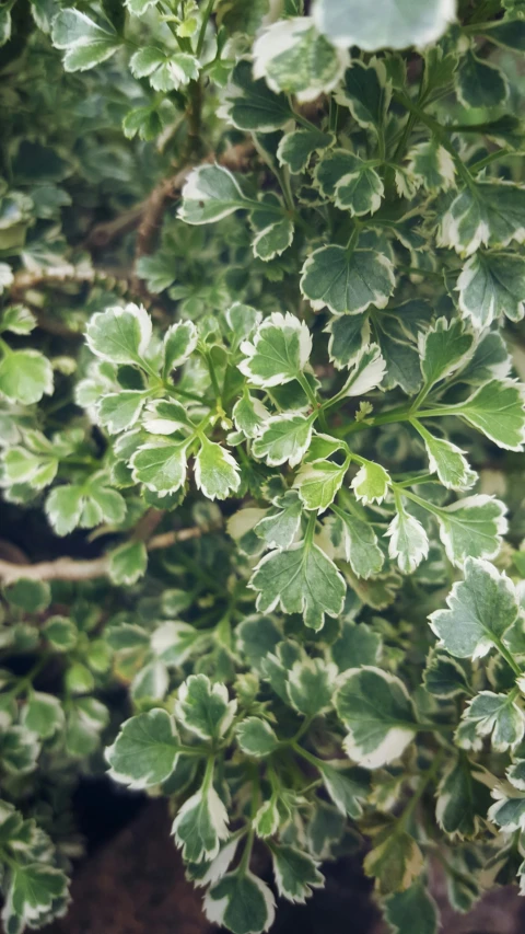 a close up view of green leaves on a plant