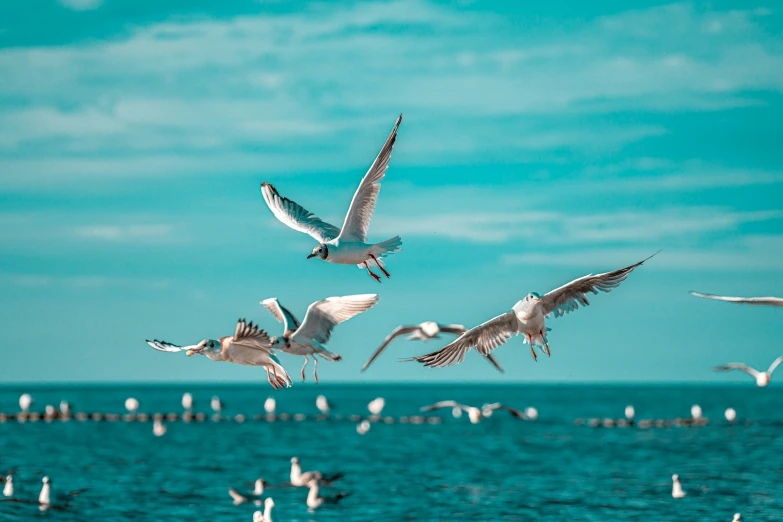 a bunch of birds flying over the ocean