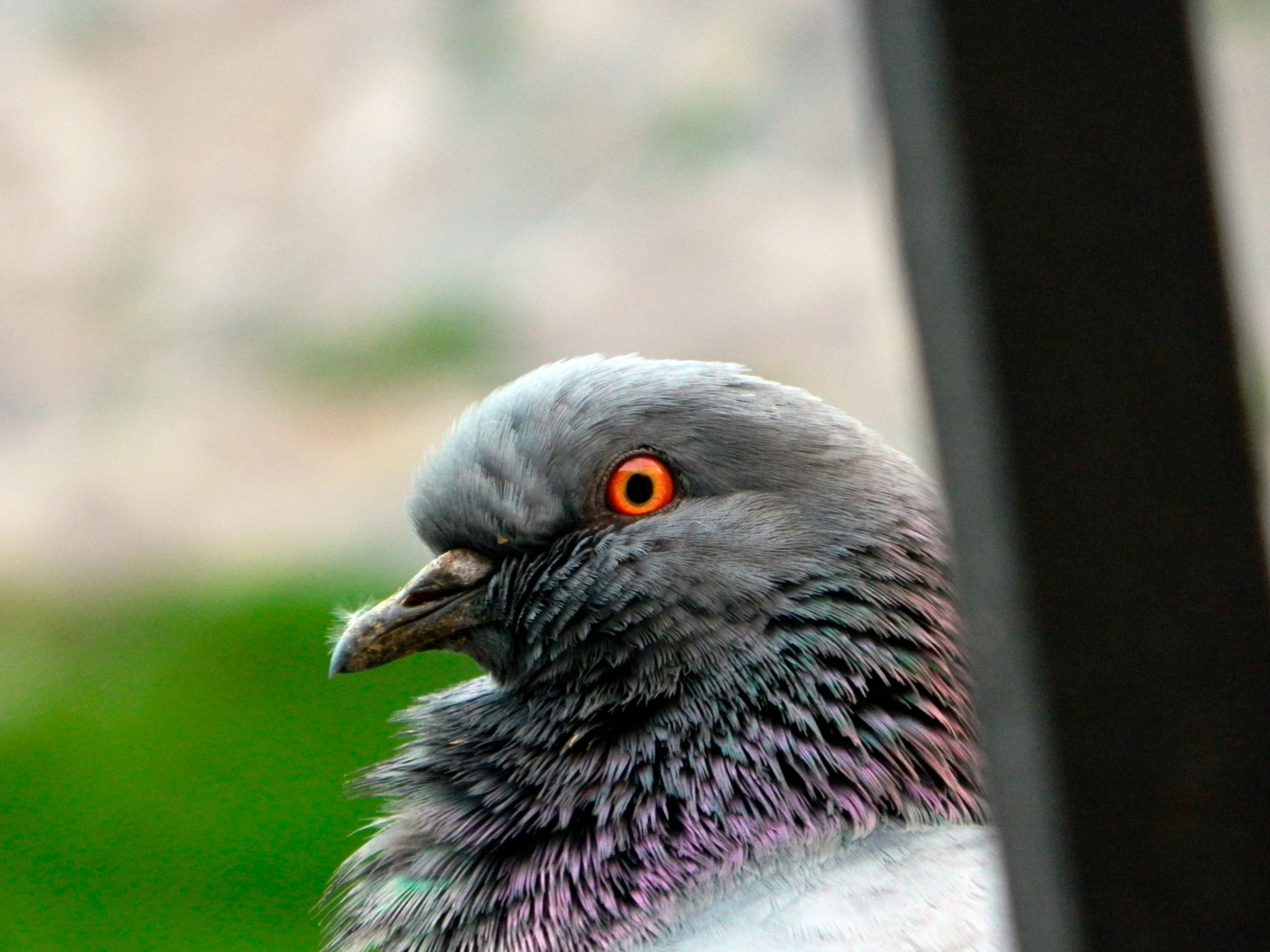 an extreme close up of a pigeon's face