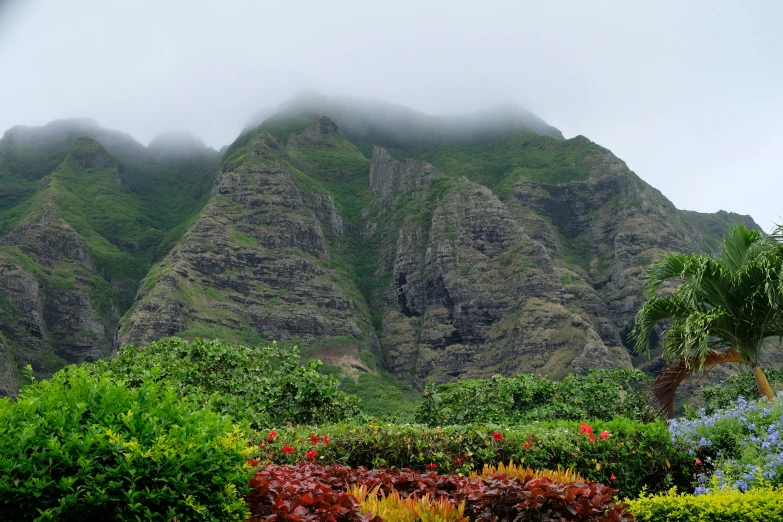 this is a picture of the mountains and plants