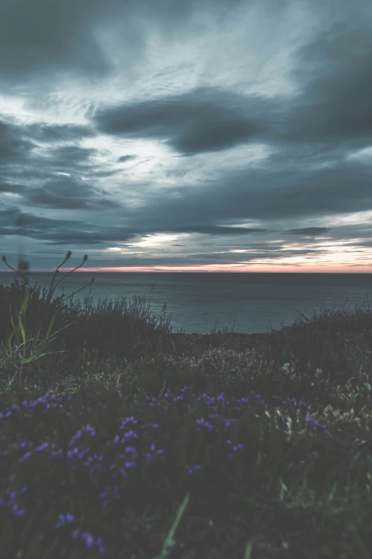 the sky is dark and cloudy, with some purple flowers in the foreground