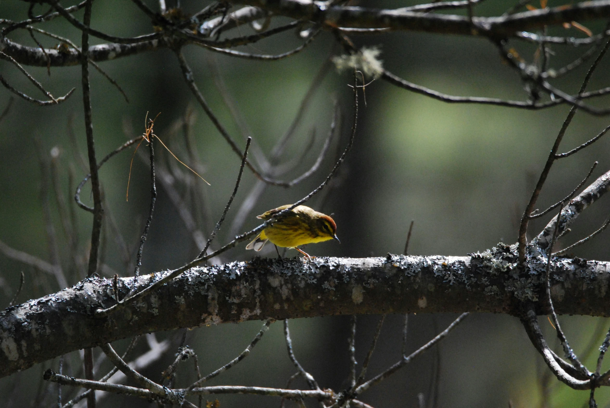 a bird perched on top of a tree nch