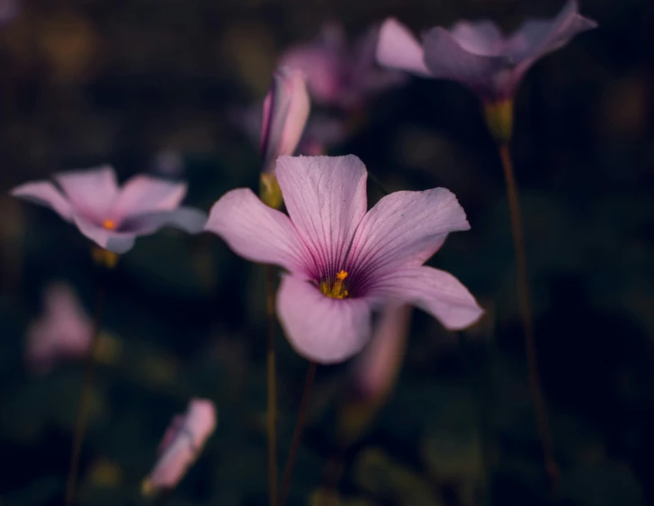 pink flower stems are in the foreground with another plant in the background