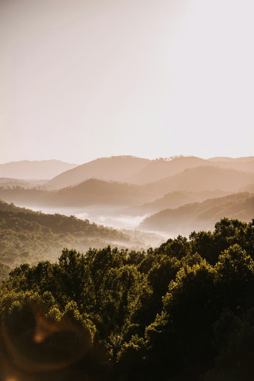 a hillside covered with lots of trees and sun