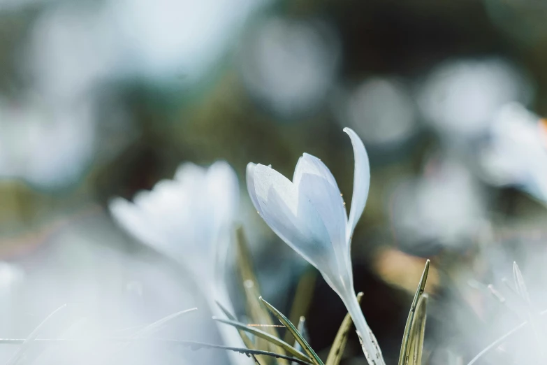 there is a close up view of a flower