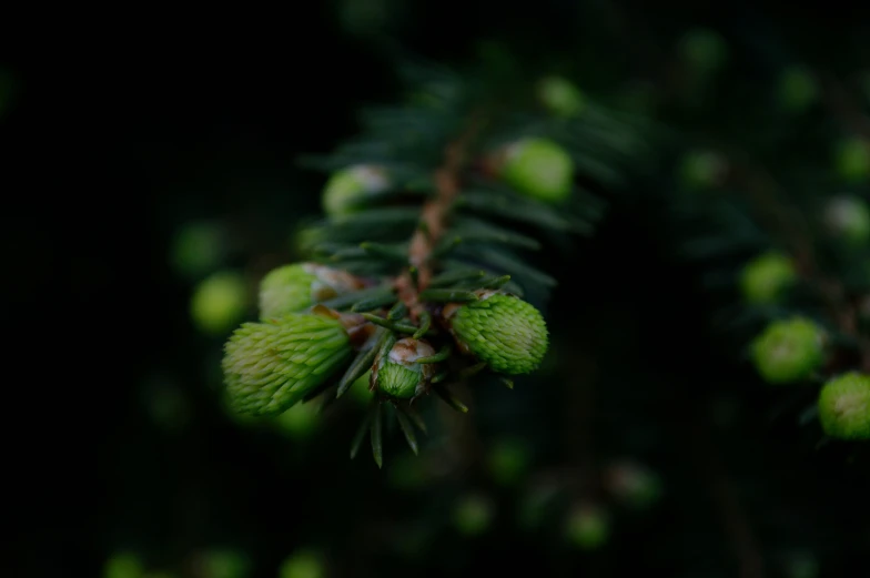 a close up image of a nch with small green leaves