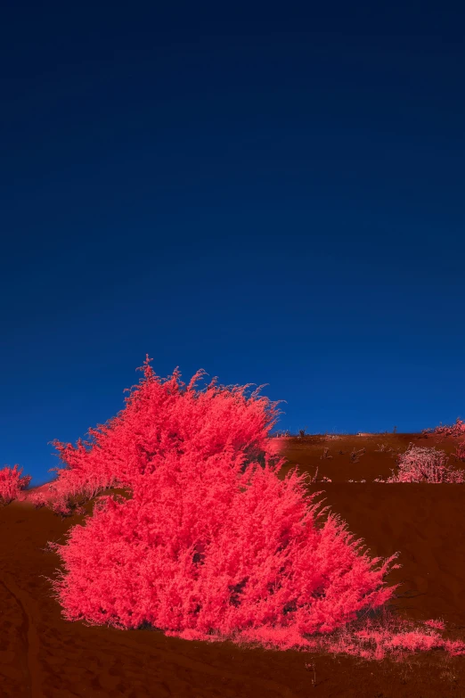 red and blue trees stand alone on a hill