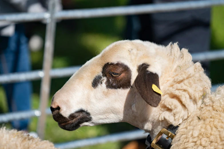 the black - browed sheep has a white spot on its face