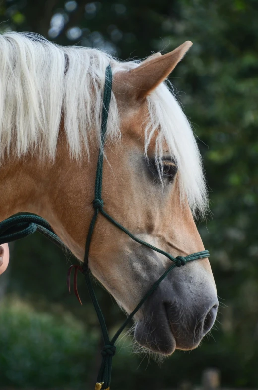 the manes of a horse with white hair have been groomed