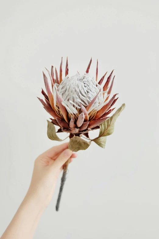 hand holding an artichoke flower with a white background