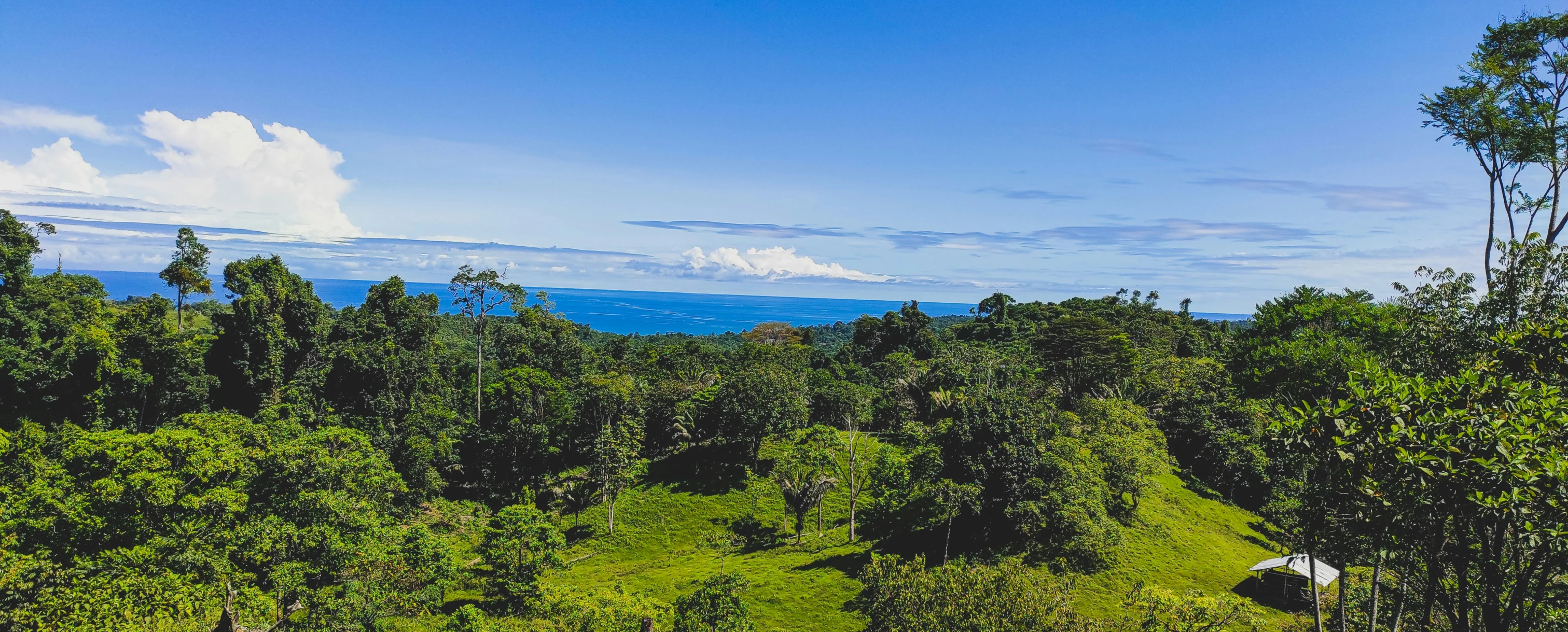 a view of trees in the distance from a high viewpoint point