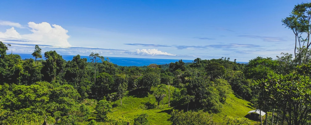 a view of trees in the distance from a high viewpoint point