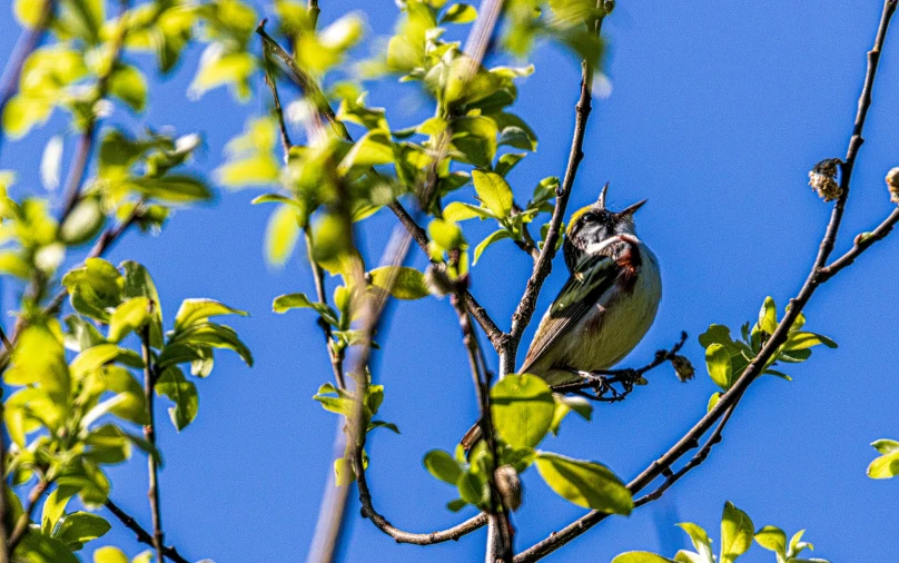 a bird sits in a tree, ready to be fed