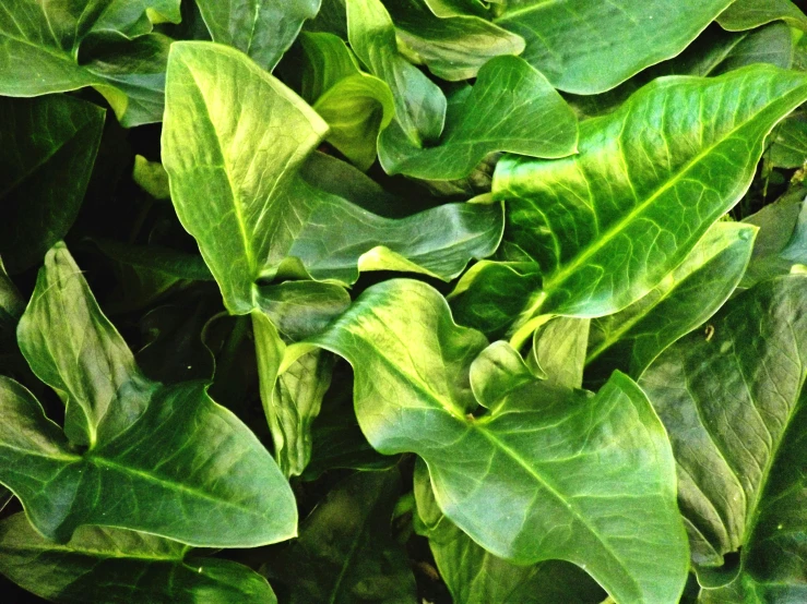 closeup of some green plants with leaves