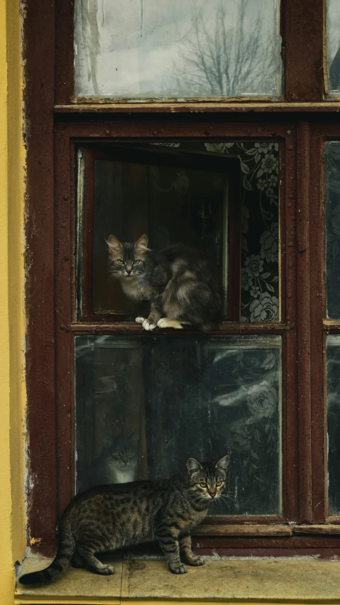 a cat is sitting in a window and looking at another one