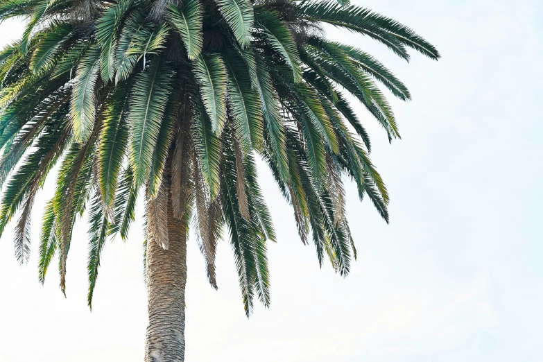 the leaves of a palm tree against a blue sky