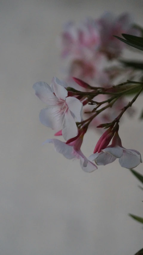 flower in the middle of a white background