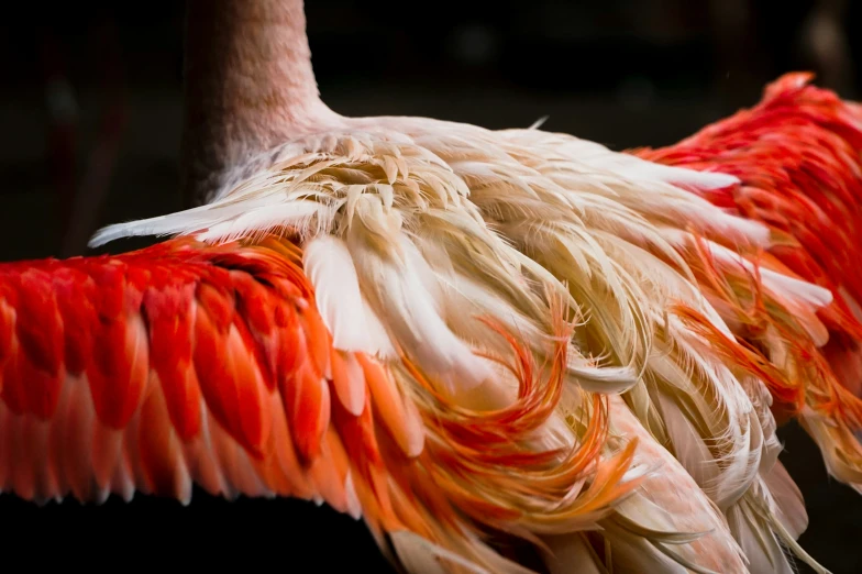 feathers being arranged in a close up pattern