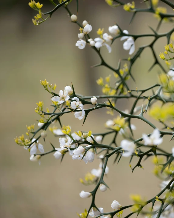 white flowers and green leaves near a blurry background